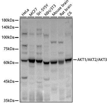 Anti-AKT1/2/3 Rabbit pAb
