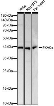 Anti-PKA C-alpha Rabbit pAb