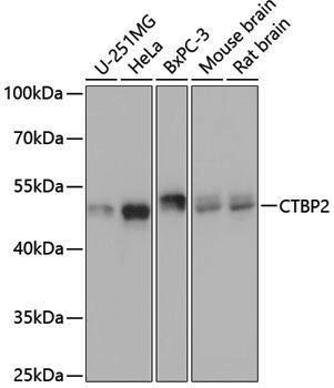 Anti-CTBP2 Rabbit pAb