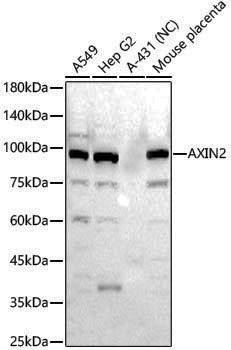 Anti-Axin 2 Rabbit pAb