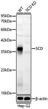 [KD Validated] Anti-SCD1 Rabbit pAb