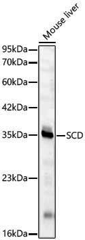 [KD Validated] Anti-SCD1 Rabbit pAb