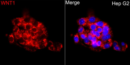 Anti-Wnt1 Rabbit pAb