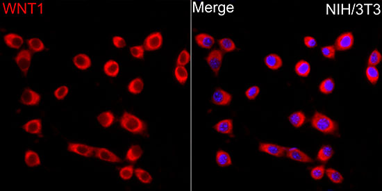 Anti-Wnt1 Rabbit pAb
