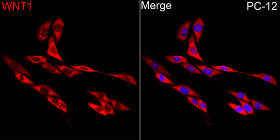 Anti-Wnt1 Rabbit pAb