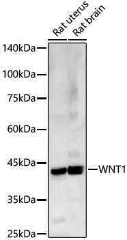 Anti-Wnt1 Rabbit pAb