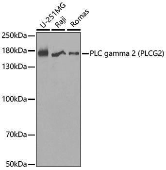 Anti-PLCG2 Rabbit pAb