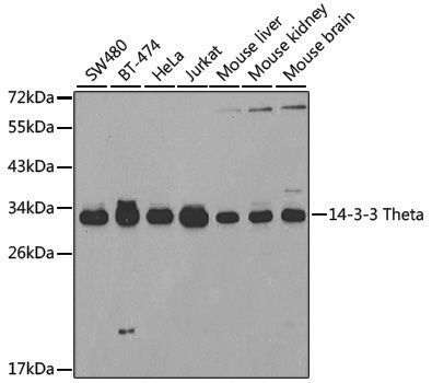 Anti-14-3-3 theta Rabbit pAb