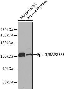 Anti-Epac1 Rabbit pAb