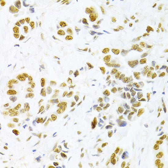 Anti-HMGB1 Rabbit pAb