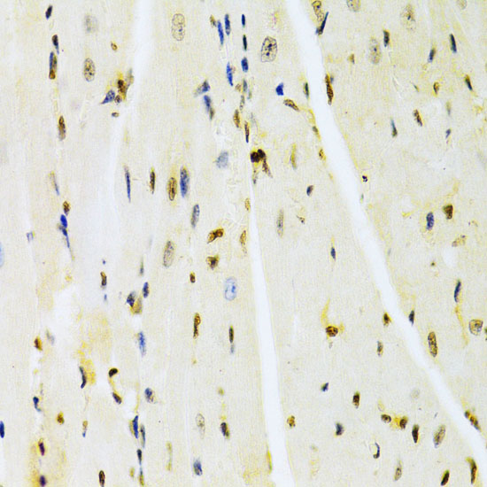 Anti-HMGB1 Rabbit pAb