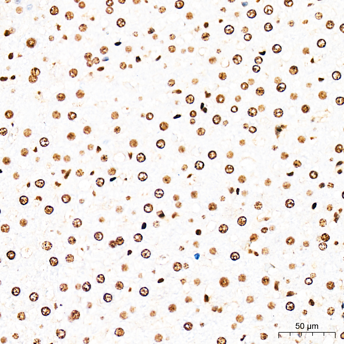 Anti-HMGB1 Rabbit pAb