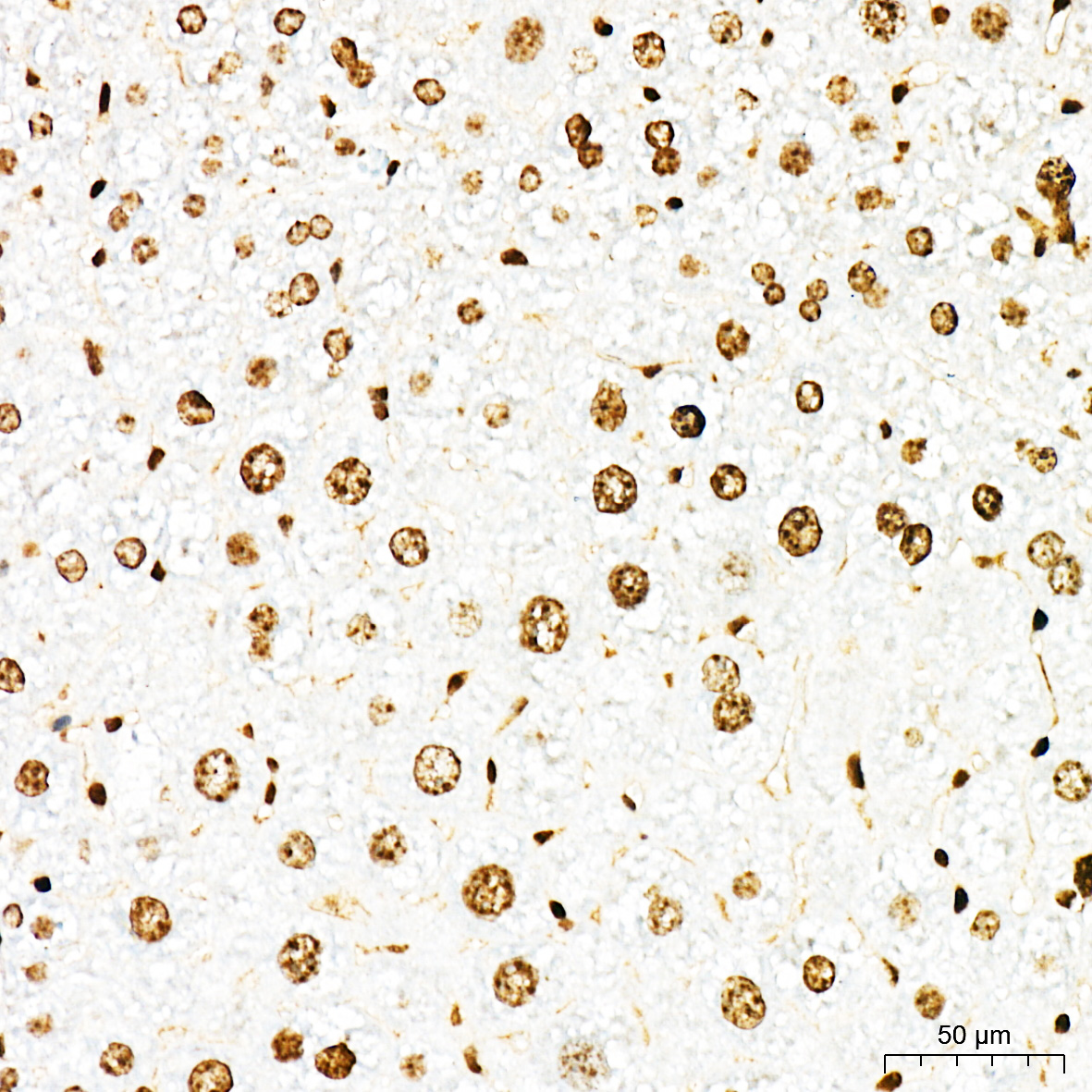 Anti-HMGB1 Rabbit pAb