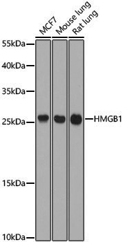 Anti-HMGB1 Rabbit pAb