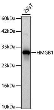 Anti-HMGB1 Rabbit pAb