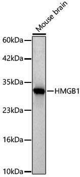 Anti-HMGB1 Rabbit pAb