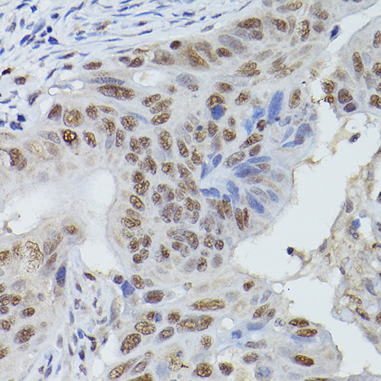 Anti-Mre11 Rabbit pAb