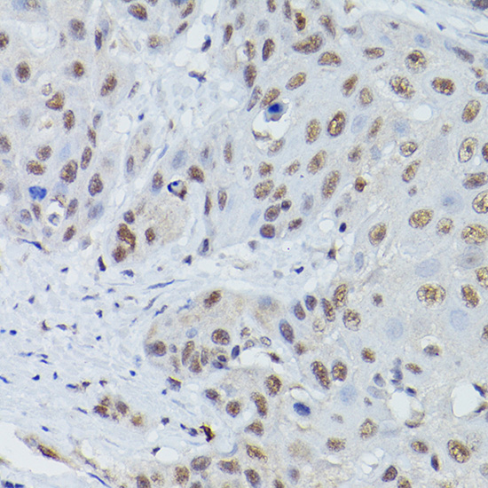Anti-Mre11 Rabbit pAb