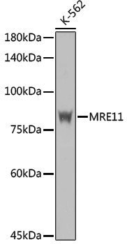 Anti-Mre11 Rabbit pAb