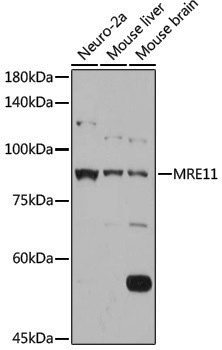 Anti-Mre11 Rabbit pAb