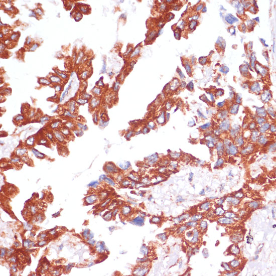 Anti-Caspase 9 Rabbit pAb