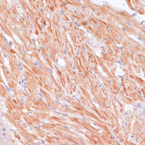 Anti-Caspase 9 Rabbit pAb