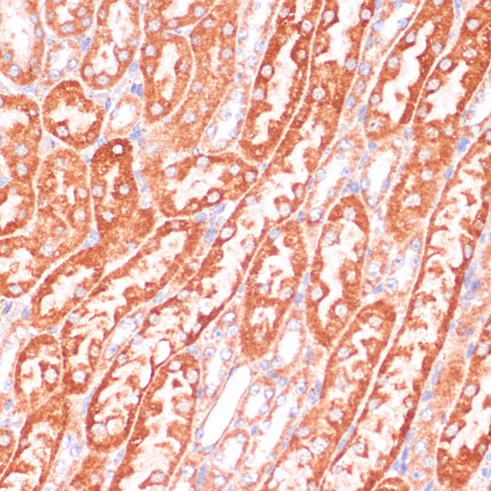 Anti-Caspase 9 Rabbit pAb