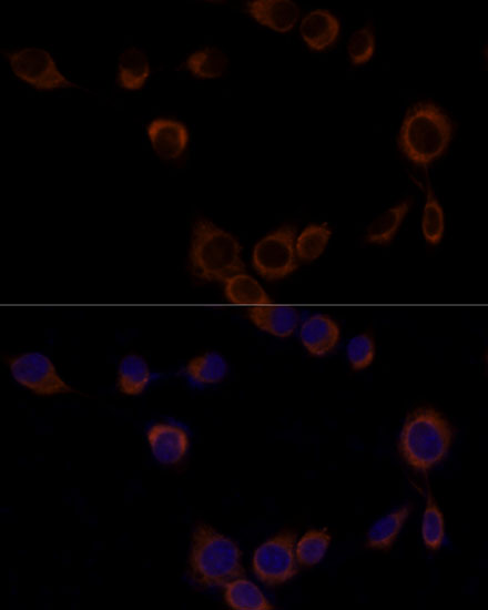 Anti-Caspase 9 Rabbit pAb