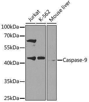 Anti-Caspase 9 Rabbit pAb