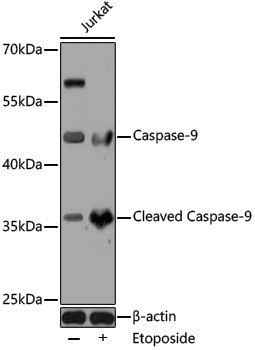 Anti-Caspase 9 Rabbit pAb