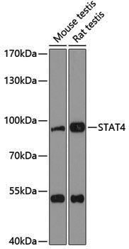 Anti-STAT4 Rabbit pAb