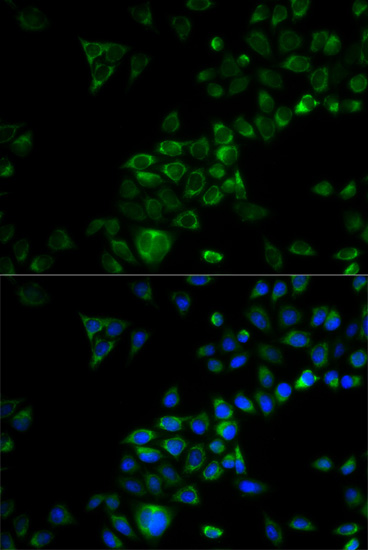 Anti-TRAF3 Rabbit pAb