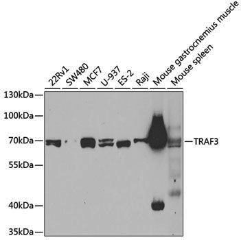 Anti-TRAF3 Rabbit pAb