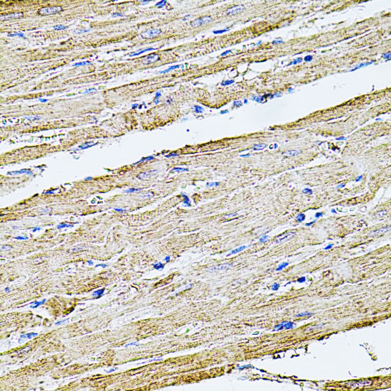 Anti-Filamin B Rabbit pAb