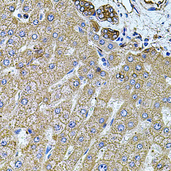 Anti-Filamin B Rabbit pAb