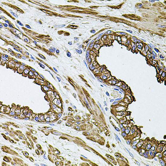Anti-Filamin B Rabbit pAb