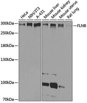 Anti-Filamin B Rabbit pAb