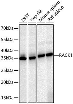 Anti-RACK1 Rabbit pAb