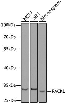 Anti-RACK1 Rabbit pAb