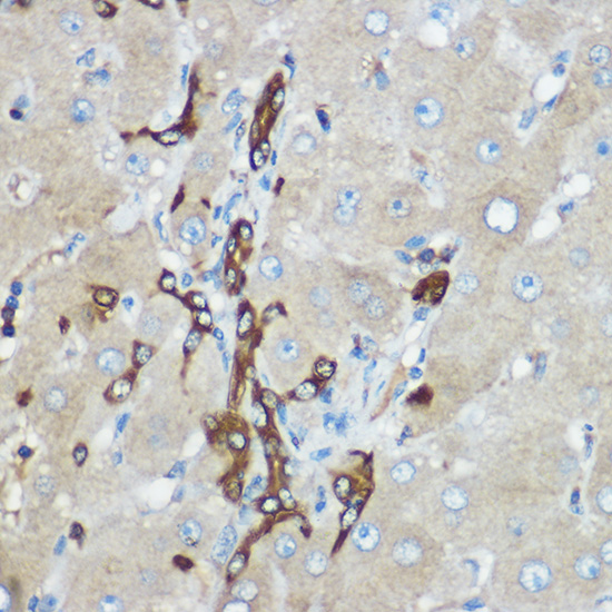 Anti-Calpain 2 Rabbit pAb