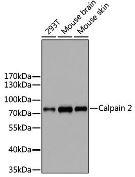 Anti-Calpain 2 Rabbit pAb