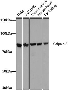 Anti-Calpain 2 Rabbit pAb