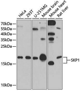 Anti-SKP1 Rabbit pAb