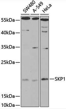Anti-SKP1 Rabbit pAb