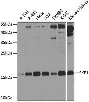 Anti-SKP1 Rabbit pAb