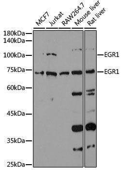 Anti-EGR1 Rabbit pAb