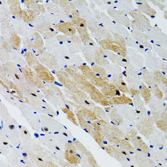 Anti-SHP2 Rabbit pAb