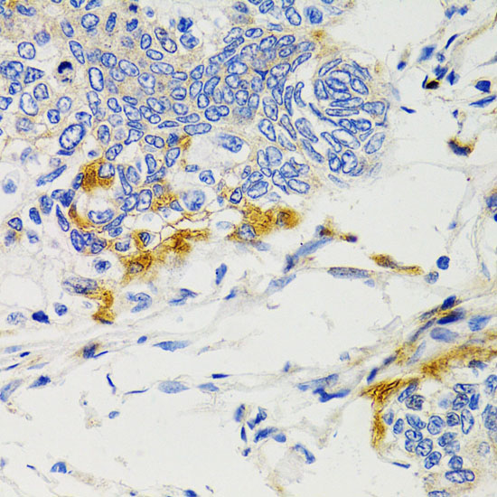 Anti-SHP2 Rabbit pAb