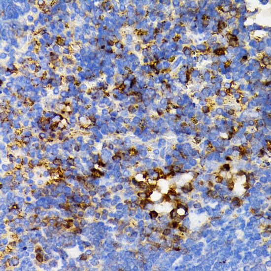 Anti-SHP2 Rabbit pAb