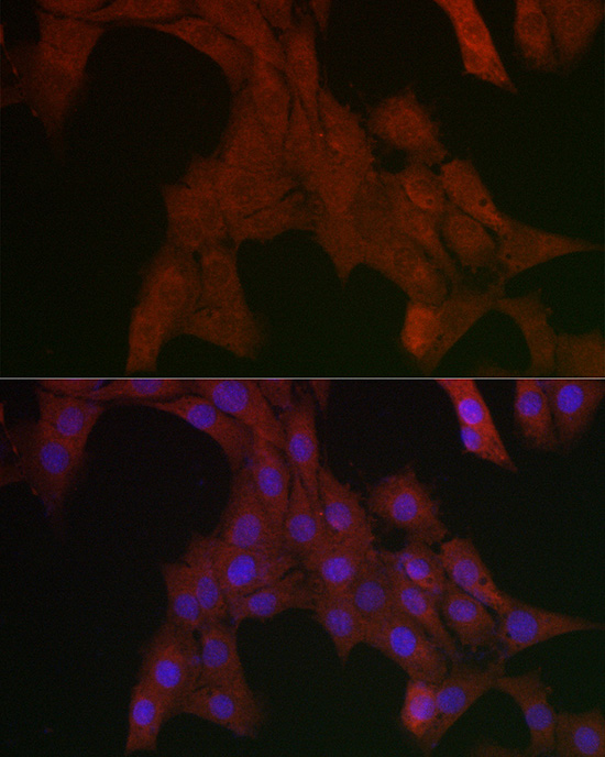 Anti-SHP2 Rabbit pAb